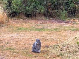 We met a very friendly cat which delighted the children