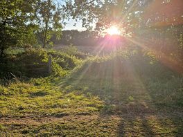 Sunset through trees