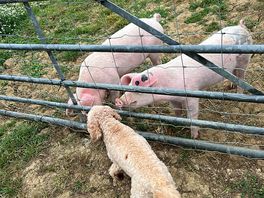 Pigs