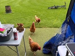 Chickens as breakfast guests 😂