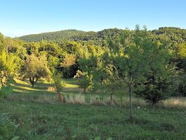 View from the tent