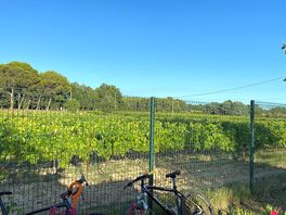 Vineyards