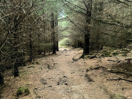 Forest near by