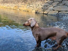 Ronnie taking a dip.