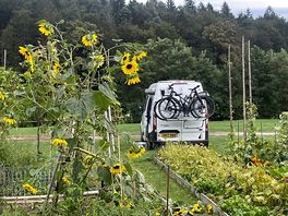 Camping in the allotment!
