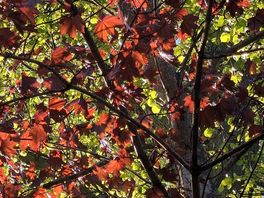 The beautiful maple tree