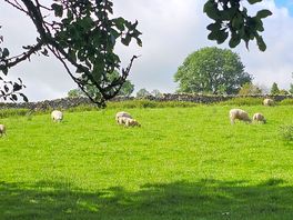 Field