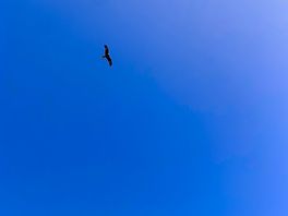 Red kite