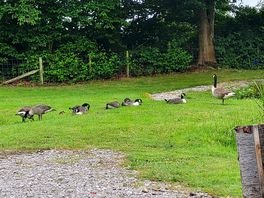 Wildlife