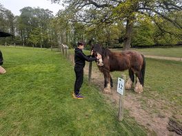 Cute horses