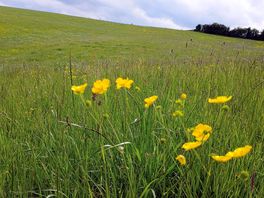 Beautiful meadow
