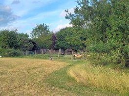 Sheep watching