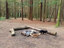 Firepit by the microcabin.