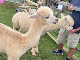 The alpaca feeding was very informative and interesting.