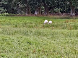 Some of our neighbours