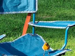 A friendly robin came to visit each morning