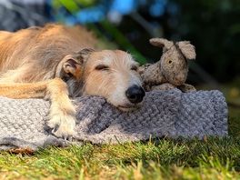 Afternoon nap 😴
