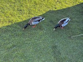 Some of the ducks