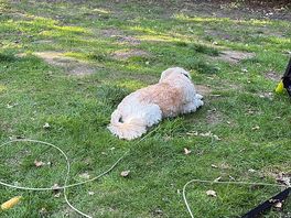 Waiting for squirrels to come out to play.