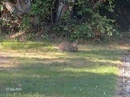 The rabbits seen on site during the evenings
