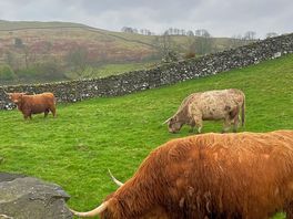 Cows