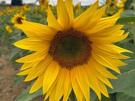 Pyo sunflowers