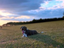 Sunset in secure dog field