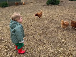 Seeing the chickens