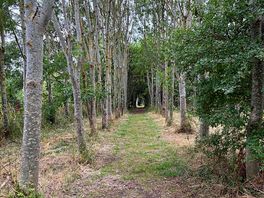 The woodland walk