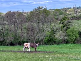 On site animals