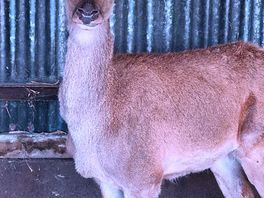 Beautiful deer on the farm