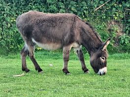 One of the donkeys