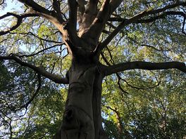Beautiful tree in camp