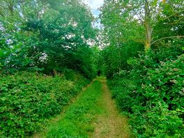 Forested area