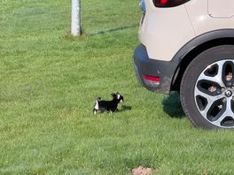 Schöner großer platz,kinderfreundlich und hunde erlaubt