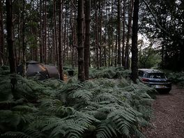Forest relaxation