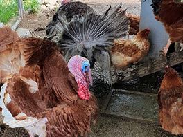 Turkeys