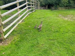 Mother duck