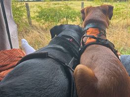 Dora and teide loving the view 😍