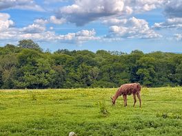 Nearby field