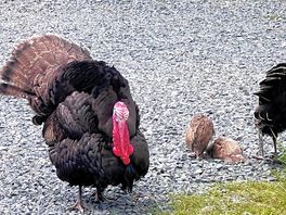 Turkey roaming free on site