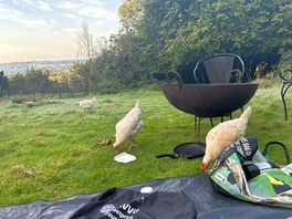 Chicken invasion