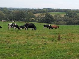 Cow's grazing.