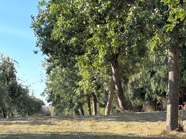 Parking in the orchard