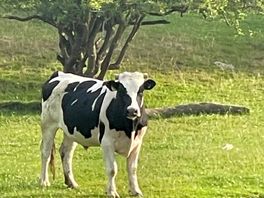 Morning cows