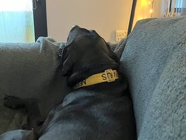 A very relaxed dog!