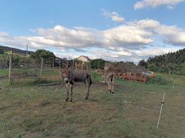 Tiene animalillos