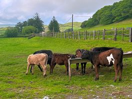 Neighbours in the next field