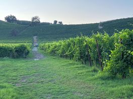 Vineyards
