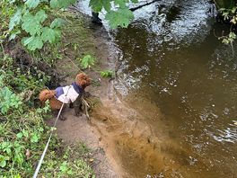 Even the dog love a little dip
